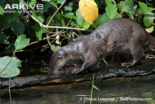 Illustration for article titled Monday Mustelid - Lontra longicaudis Edition